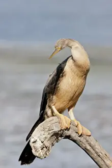 Pelecaniformes Prints: African darter -Anhinga rufa-, Wilderness National Park, South Africa