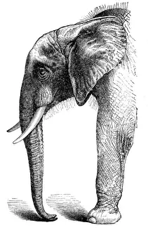African Elephant