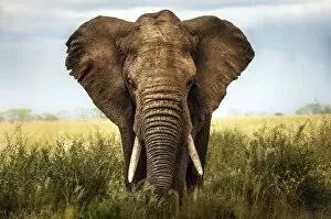 Horizontal Image Gallery: African elephant