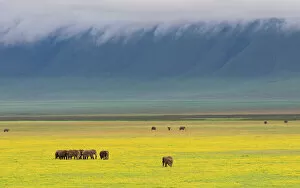Images Dated 2nd May 2012: african elephant, animal themes, animals in the wild, beauty in nature, color image