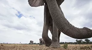 Images Dated 7th August 2014: African elephant approaching with curiosity