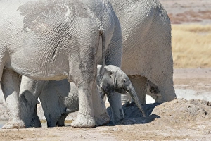 Images Dated 3rd June 2014: African Elephant baby -Loxodonta africana-, at the back of the herd, covered with mud