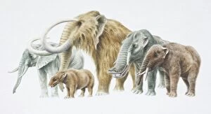 Elephant Gallery: African Elephant, back, extreme left, Moenitherium, Woolly Mammoth, Platybelodon and Trilophodon