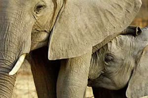 Ben Cranke Gallery: African elephant and calf, Mana Pools NP, Zimbabwe