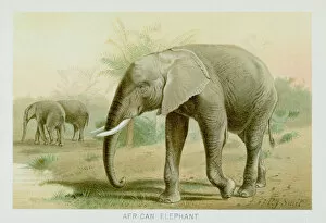 Images Dated 26th October 2018: African elephant chromolithograph 1896