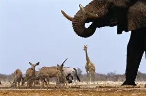 African Elephant, Greater Kudu, Giraffe, and Gemsbox at waterhole