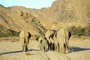 Ben Cranke Gallery: African Elephant, Hoanib River, Namibia
