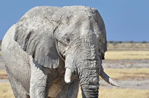 Images Dated 3rd June 2014: African Elephant -Loxodonta africana-, adult male covered with dry mud, Etosha National Park