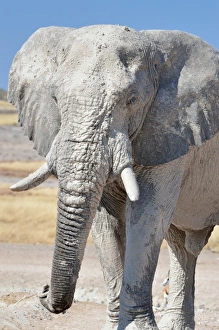 Images Dated 3rd June 2014: African Elephant -Loxodonta africana-, adult male covered with dry mud, Etosha National Park