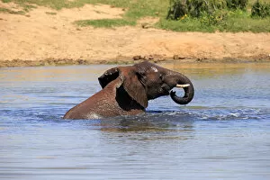 Images Dated 15th December 2013: African elephant -Loxodonta africana-, adult in water bathing, drinking