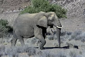 Images Dated 8th April 2013: African Elephant -Loxodonta africana-, desert elephant, Damaraland, Kunene Region, Namibia