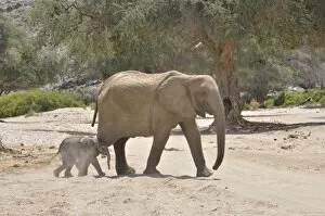 Images Dated 27th October 2012: African elephant -Loxodonta africana-, female desert elephant with young