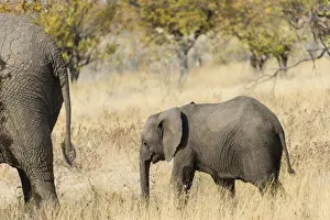 Calf Prints: African Elephant -Loxodonta africana-, calf, Etosha National Park, Namibia