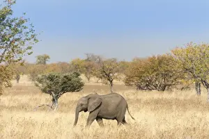 Baby Elephant Prints: African Elephant -Loxodonta africana