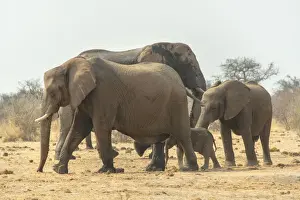 Baby Elephant Prints: African Elephant -Loxodonta africana