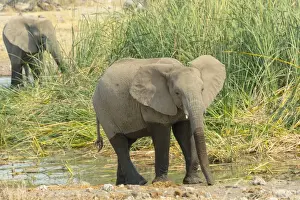 Elephant Calf Prints: African Elephant -Loxodonta africana