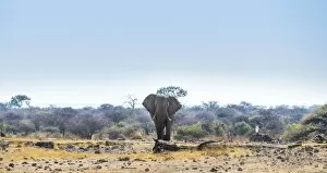 Images Dated 23rd August 2012: African Elephant -Loxodonta africana-, Etosha National Park, Koinachas waterhole, Namibia