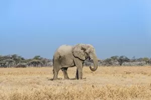 Images Dated 21st August 2012: African Elephant -Loxodonta africana-, bull elephant, Etosha National Park, Namibia