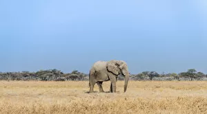 Images Dated 21st August 2012: African Elephant -Loxodonta africana-, bull elephant, Etosha National Park, Namibia