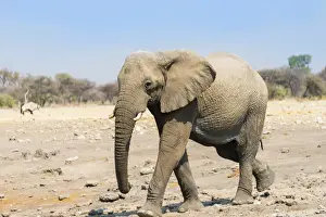 Elephantidae Prints: African Elephant -Loxodonta africana-, Etosha National Park, Namibia