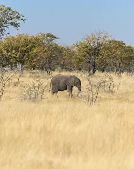 Images Dated 17th August 2012: African Elephant -Loxodonta africana-, Etosha National Park, Namibia