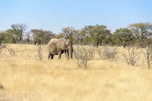 Images Dated 17th August 2012: African Elephant -Loxodonta africana-, Etosha National Park, Namibia