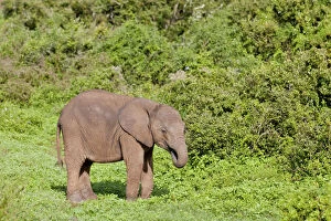 Elephantidae Gallery: African elephant -Loxodonta africana- at the Addo Elephant Park, South Africa