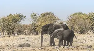 Calf Prints: African Elephant -Loxodonta africana- adult with calf taking a dust bath