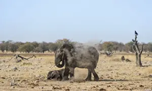 African Elephant -Loxodonta africana- adult with playful calf taking a dust bath, Rietfontein waterhole, Etosha National Park, Namibia