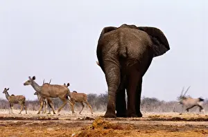 African Elephant (loxodonta africana) amd Greater Kudu, Namibia