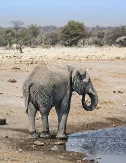 Elephantidae Gallery: African Elephant -Loxodonta africana- at the Chudop waterhole, Etosha National Park, Namibia