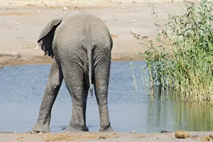 African Elephant -Loxodonta africana- at the Chudop waterhole, Etosha National Park, Namibia