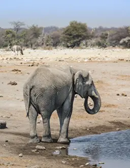 Elephantidae Prints: African Elephant -Loxodonta africana- at the Chudop waterhole