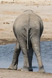 Elephantidae Prints: African Elephant -Loxodonta africana- at the Chudop waterhole