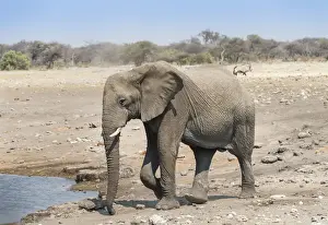 Elephantidae Prints: African Elephant -Loxodonta africana- at the Chudop waterhole