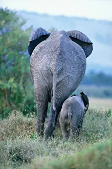 African elephant (Loxodonta africana) cow and calf