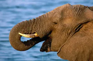 Zimbabwe Prints: African elephant (Loxodonta africana) drinking, Zimbabwe