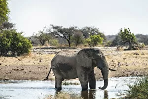 Images Dated 23rd August 2012: African Elephant -Loxodonta africana- drinking in the water, Etosha National Park