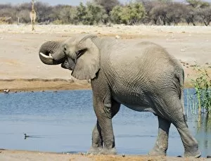 Elephantidae Gallery: African Elephant -Loxodonta africana- drinking at the Chudop waterhole, Etosha National Park