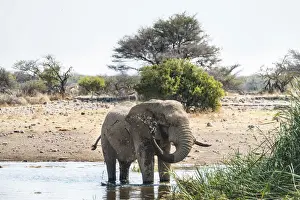 African Elephant -Loxodonta africana- drinking in the water, Etosha National Park, Koinachas waterhole, Namibia
