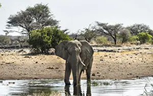African Elephant -Loxodonta africana- drinking in the water, Etosha National Park, Koinachas waterhole, Namibia