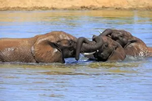 Images Dated 15th December 2013: African elephant -Loxodonta africana- elephants bathing in the water, social behavior