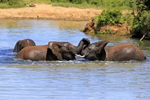 Images Dated 15th December 2013: African elephant -Loxodonta africana- elephants bathing in the water, social behavior