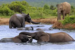 Washing Prints: African elephant -Loxodonta africana- elephants bathing in the water