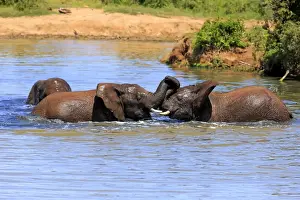 Physical Contact Prints: African elephant -Loxodonta africana- elephants bathing in the water