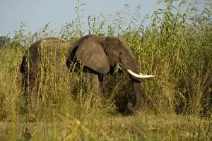 Elephantidae Gallery: African Elephant -Loxodonta africana- feeding on high reeds on the river banks of the Zambezi