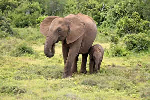 African elephant -Loxodonta africana- foraging mother with young, Addo Elephant National Park, Eastern Cape