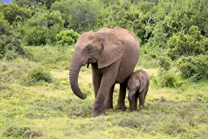 Baby Elephant Prints: African elephant -Loxodonta africana- foraging mother with young