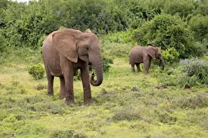 Baby Elephant Prints: African elephant -Loxodonta africana- foraging mother with young