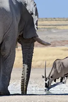 African Elephant -Loxodonta africana- and Gemsbok -Oryx gazella-, drinking at waterhole, Etosha National Park, Namibia